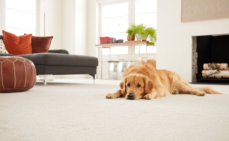 Carpet Care